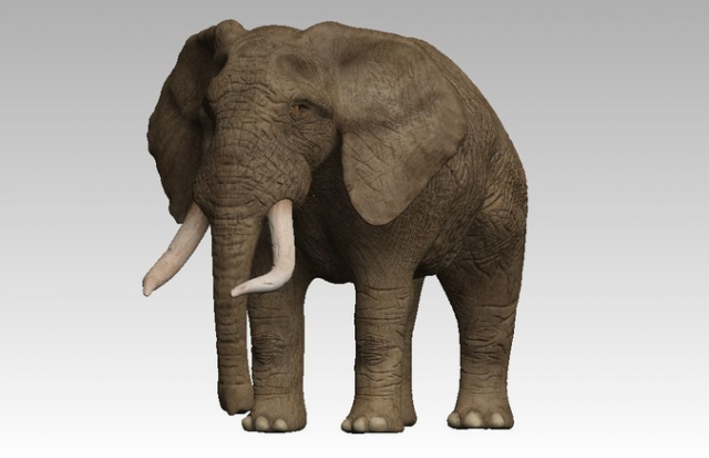 Rigged elephant 3D Model