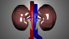 Human Kidneys 3D Model