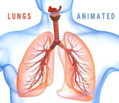 Human Lungs – pulmonary system 3D Model