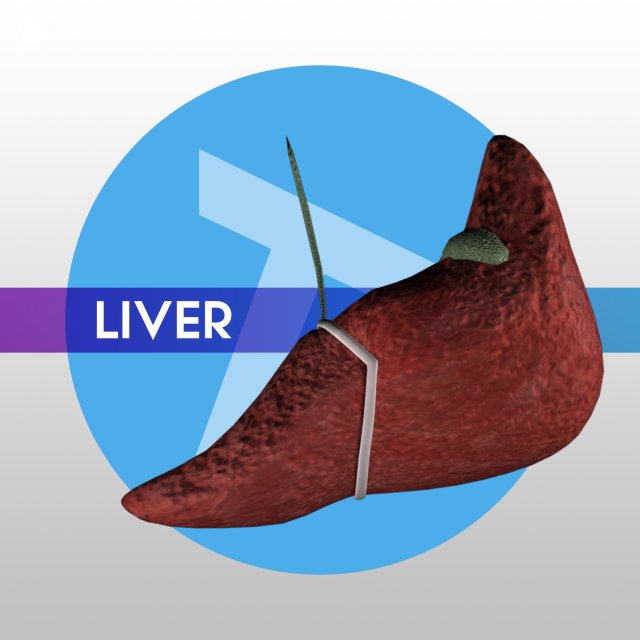 3D Liver w Gallbladder – LOW-POLY 3D Model