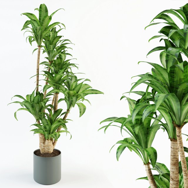 Palm tree in flowerpot 3D Model