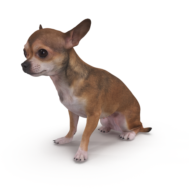 Chihuahua Sitting 3D Model