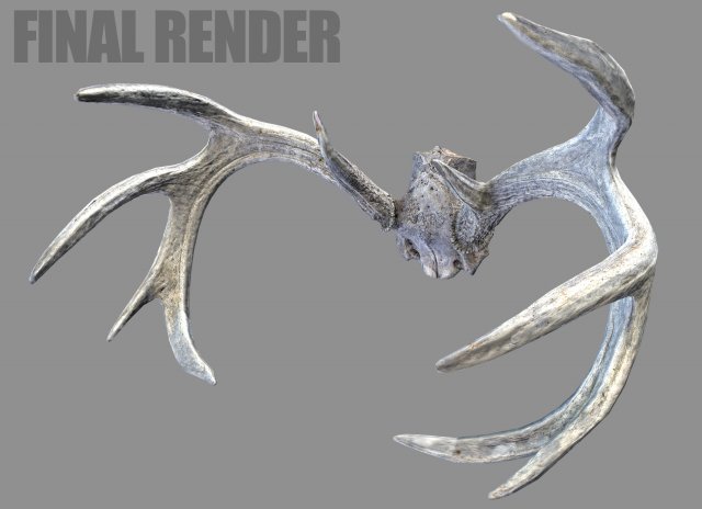 Deer Horns 3D Model