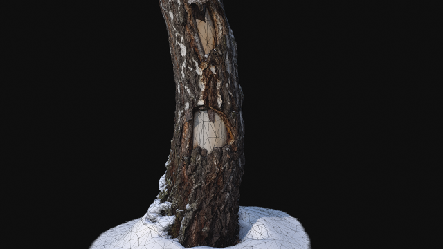 Photoscan Birch trunk with snow 1 model 3D Model