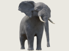 African Elepant – Loxodonta Africana 3D Model