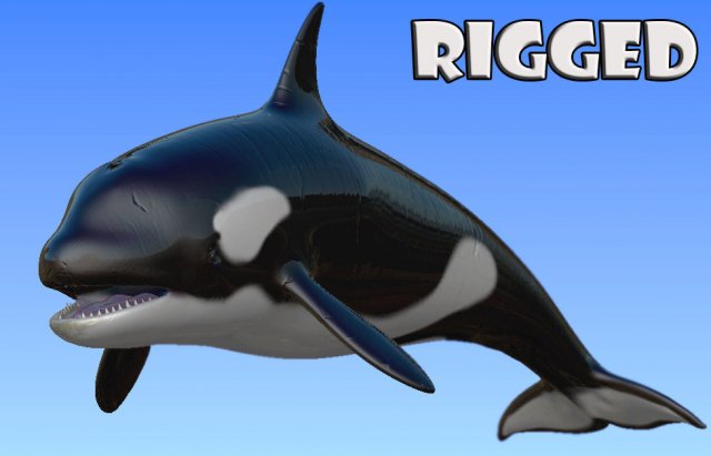 Rigged orca 3D Model