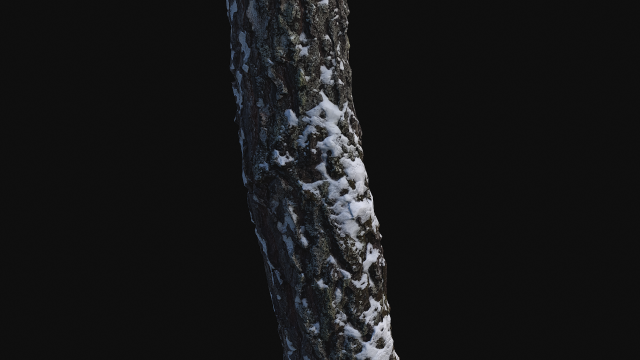 3D Photoscan Birch trunk with snow 3 3D Model