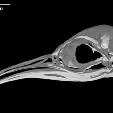 Aptenodytes forsteri, Emperor Penguin  3D Print Model