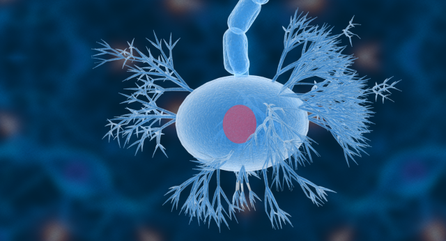 Nerve Cells Neuron 3D Model