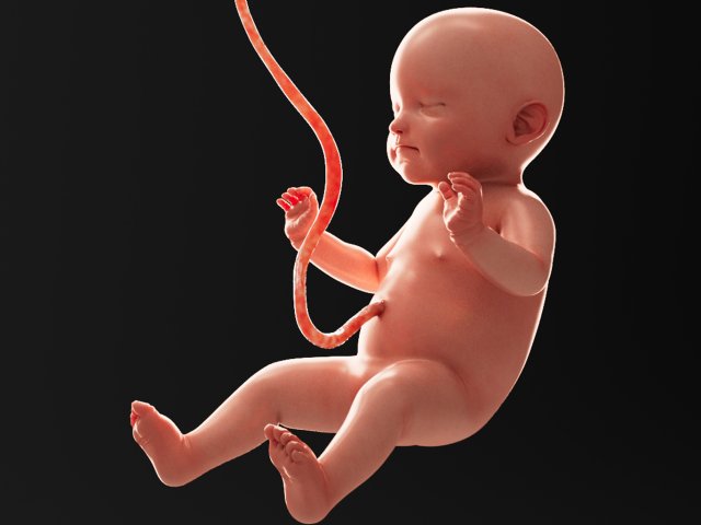 Human fetus model 3D Model