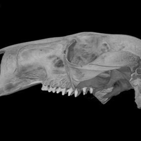 Macropus rufus, Red Kangaroo skull 3D Print Model