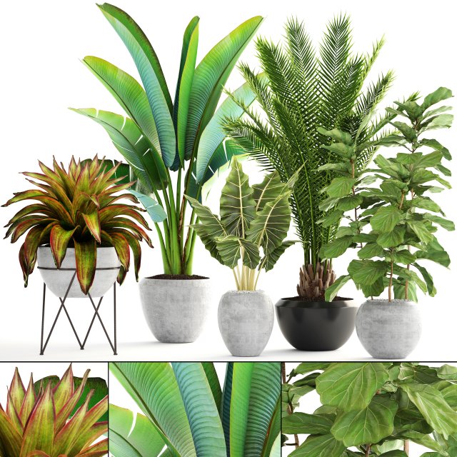 Collection of plants 3D Model