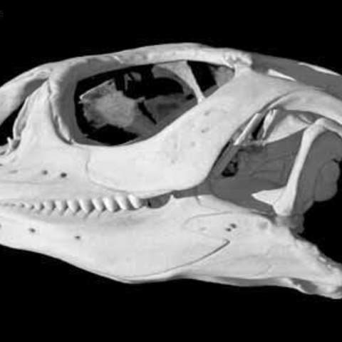 Uromastyx hardwickii, Indian Spiny-tailed Lizard skull 3D Print Model