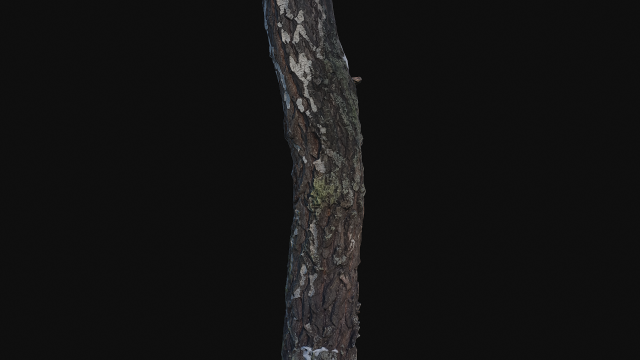 Photoscan Birch trunk with snow 5 3D Model