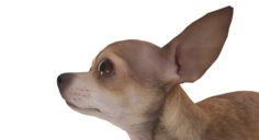 Chihuahua 3D Model