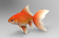 Gold fish 3D Model