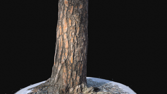 Pine trunk with snow 3 VR 3D Model