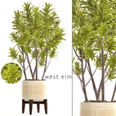 Dracaena tree 3D Model