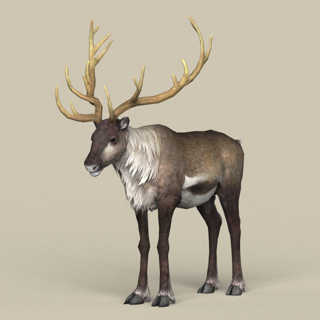 Game Ready Reindeer 3D Model