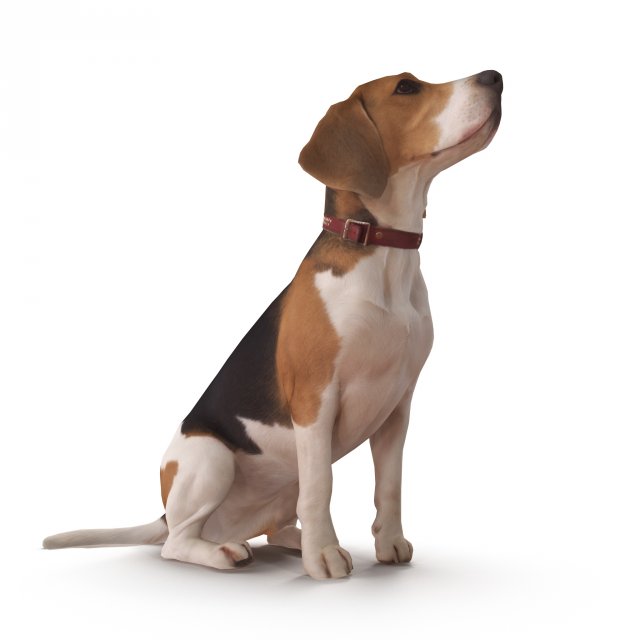 Beagle 3D Model