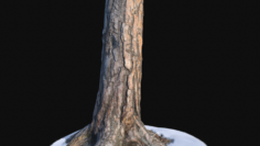 Pine trunk with snow 1 VR 3D 3D Model