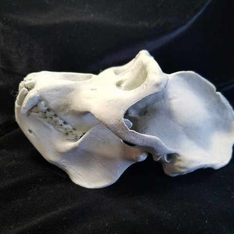 HIGH RESOLUTION REPLICA SCAN GORILLA SKULL FULL SIZE 3D Print Model