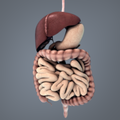 Digestive system 3D Model