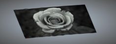 Rose Relief 3D Model