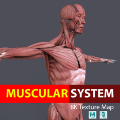 Muscular System 3D Model