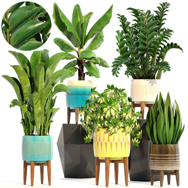 Collection plants 3D Model