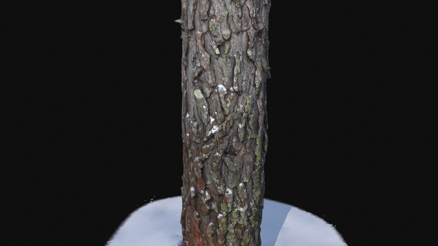 Pine trunk with snow 2 VR 3D Model