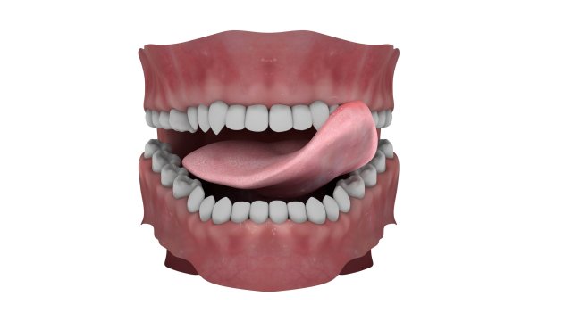 Teeth and Tongue Rigged-Arnold Render 3D Model