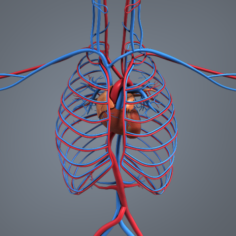 Blood circulation 3D Model