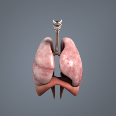 Respiratory system 3D Model