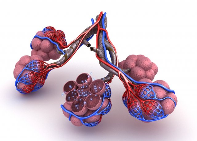Alveoli in lungs – blood saturating by oxygen 3D Model
