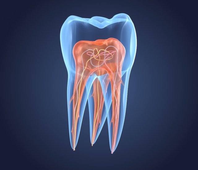 Transparent tooth of endodontics inner structure 3D Model