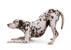 Dalmatian Dog Pose 3D Model
