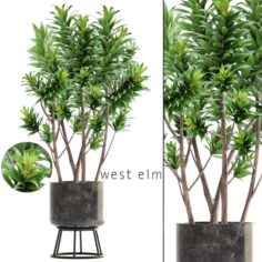 Dracaena tree 3D Model