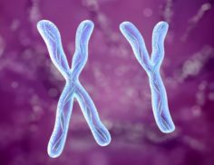 Chromosome x and y DNA Strands molecule 3D Model