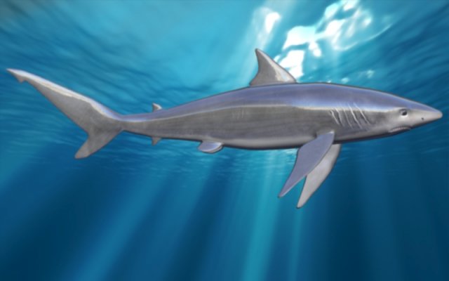 Shark mako 3D Model