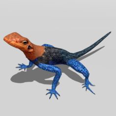 Agama Lizard 3D Model