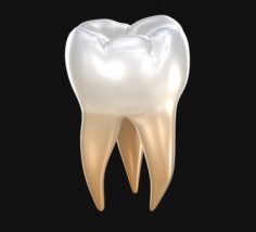 Human molar tooth 3D Model
