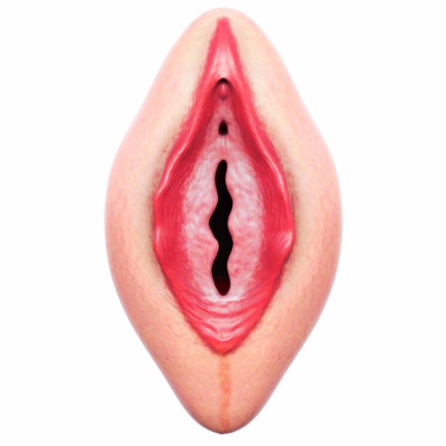 Vagina 3D Model