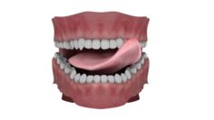 Teeth and Tongue Rigged – Rendered with Arnold Maya 2018 3D Model