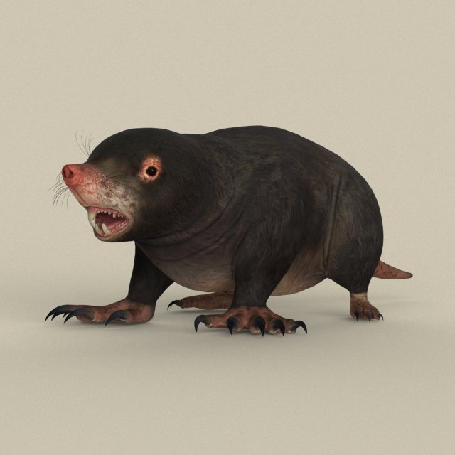 Game Ready Mole 3D Model