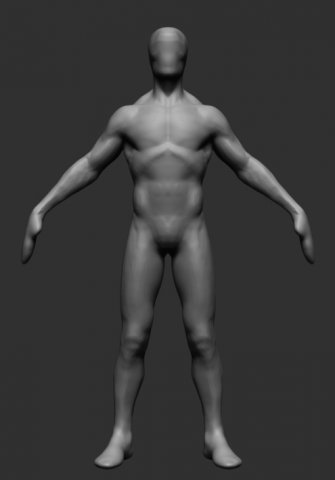 F Anatomy Free 3D Model