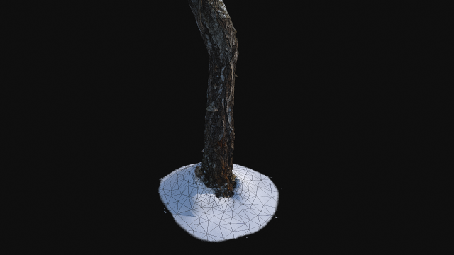 Broken birch trunk with snow 1 VR 3D Model