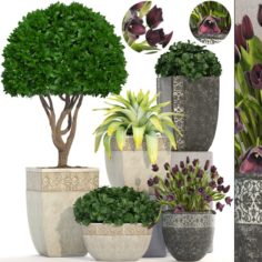 Collection of plants in classic pots 3D Model