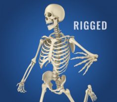 Human Skeleton Rigged 3D Model