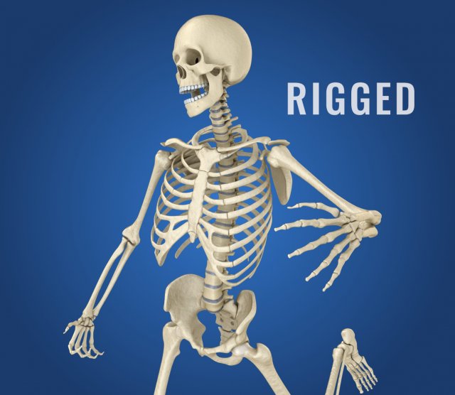 Human Skeleton Rigged 3D Model